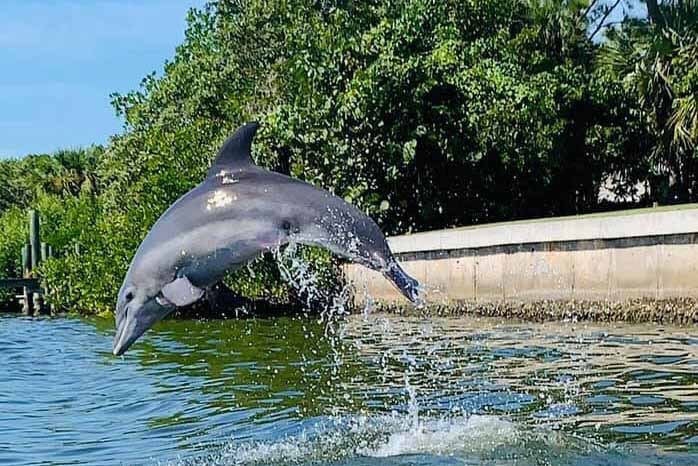 Dolphin jumping in the water