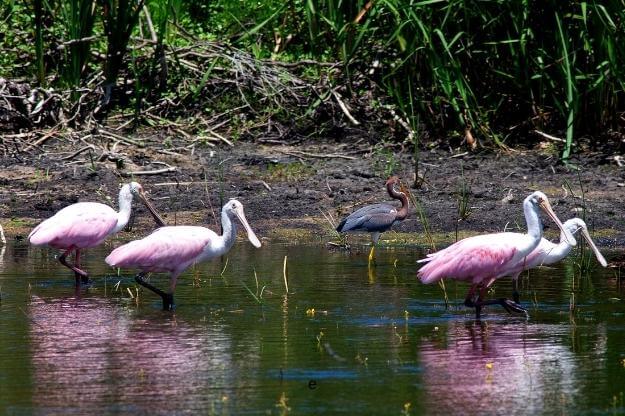 Photo of Roseate Spoonbills as seen at Babcock Ranch