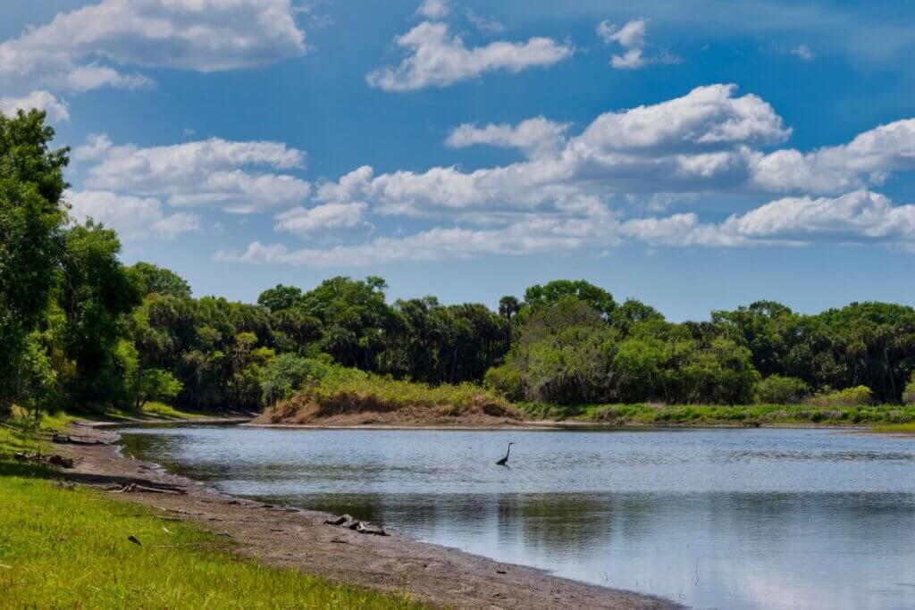 Myakka River with wading bird