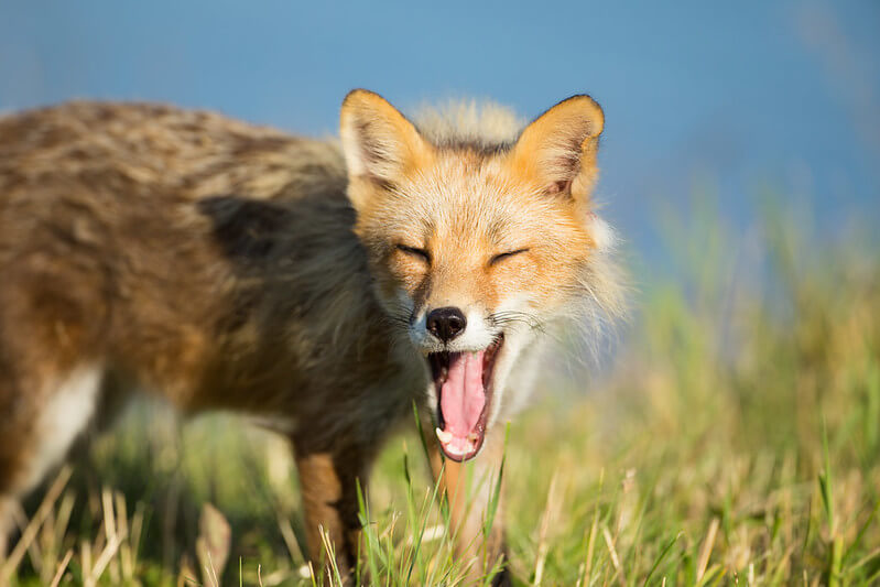 Red Fox at Florida Refuge 