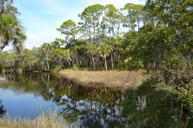 Photo of the water and trees St Vincent National Wildlife Refuge
