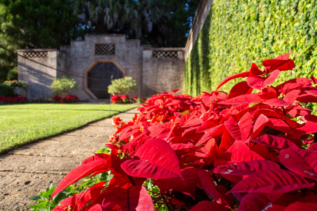 Bok Tower poinsettias