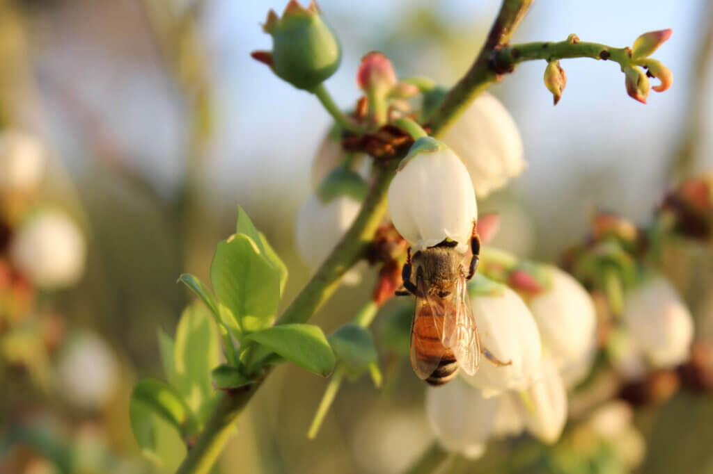Bee in a flower at a blueberry field