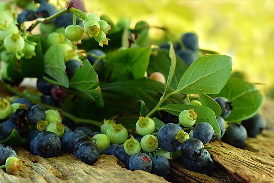 Blueberries on the branch