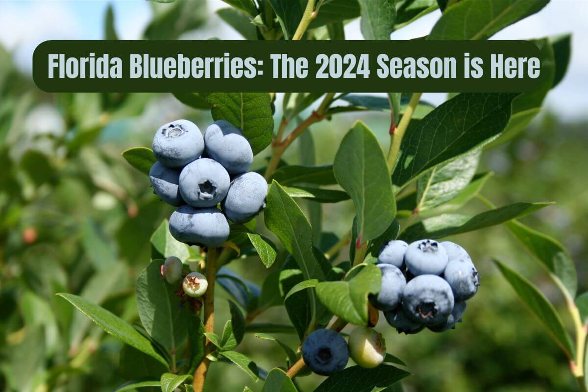 Florida Blueberries The 2024 Season is Here