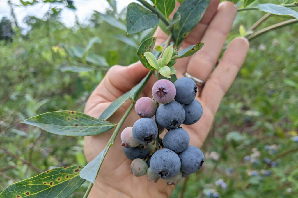 Blueberries in someone's hand at a blueberry field