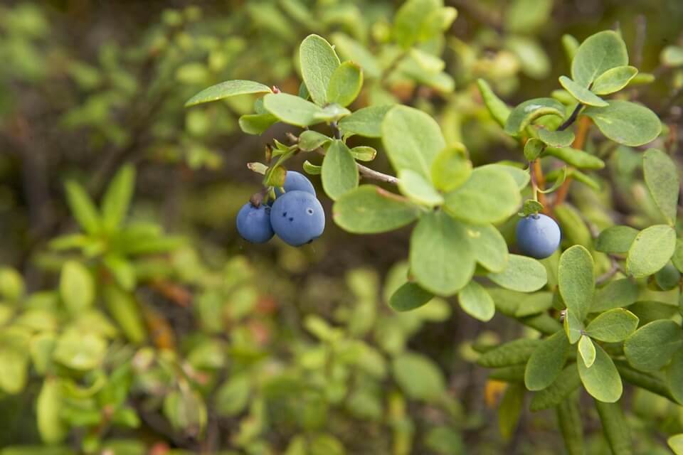blueberries on the bushes