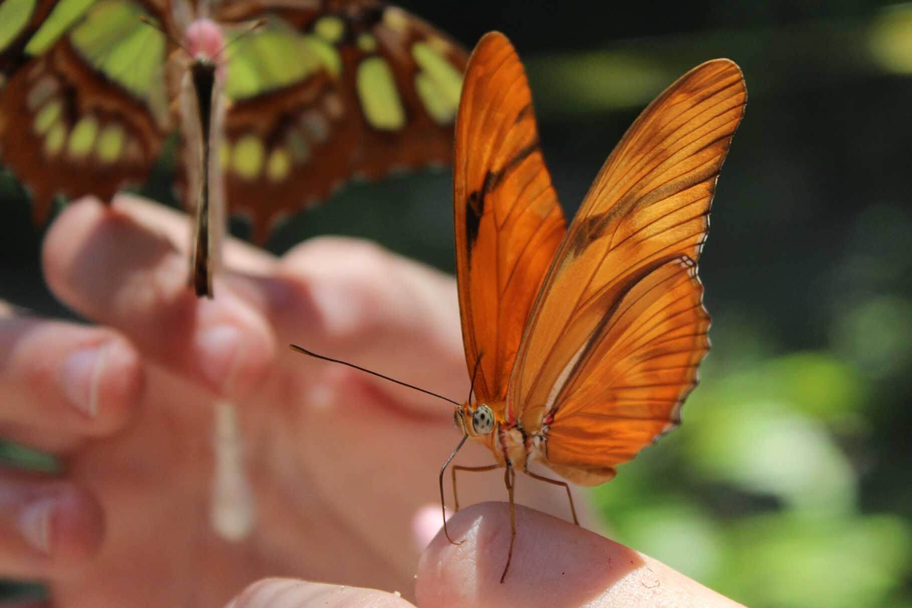 Butterfly at Sarasota Jungle Gardens