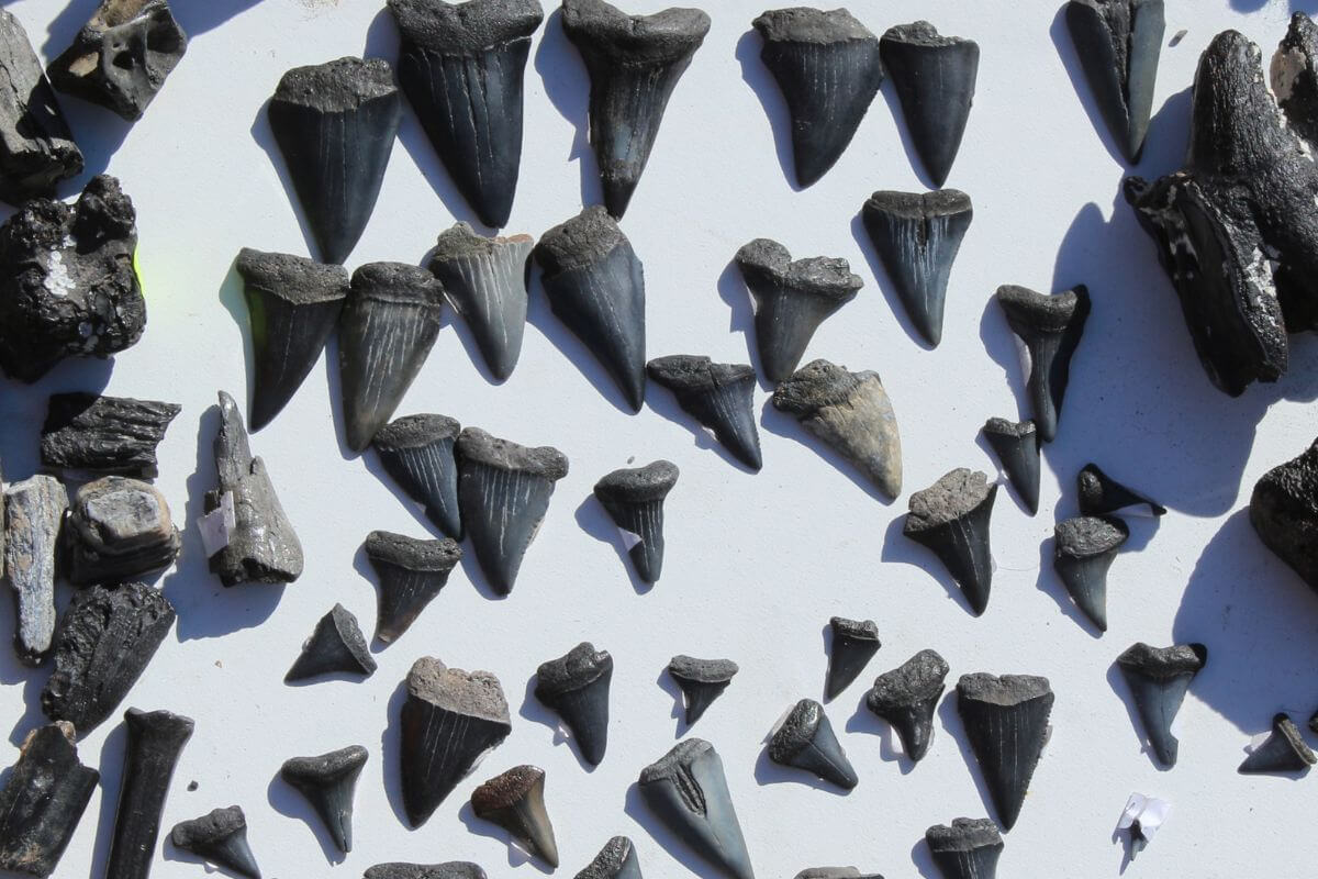 best place to find sharks teeth in florida