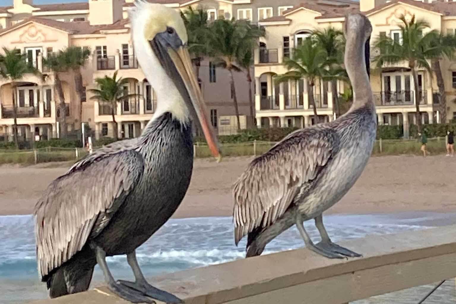 Lauderdale by the sea pelicans.