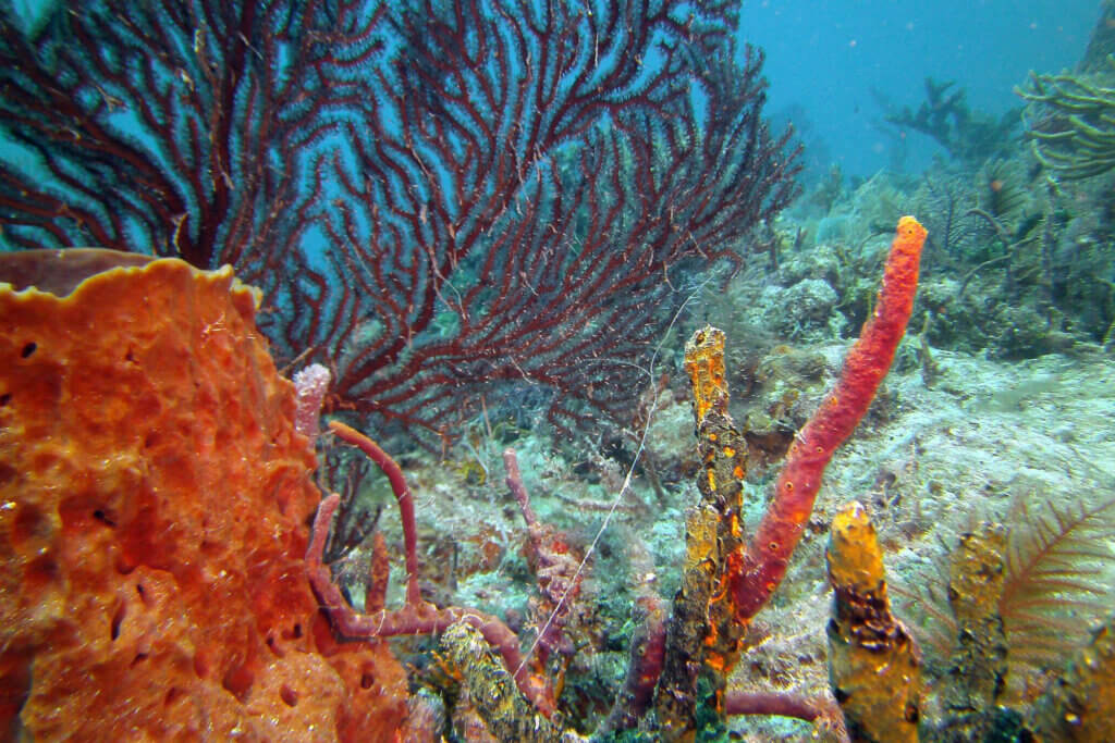 Biscayne Park Coral