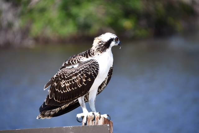 Biscayne National Park Bird