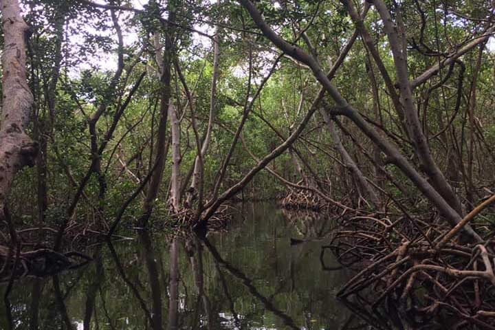 Mangrove Tunnels