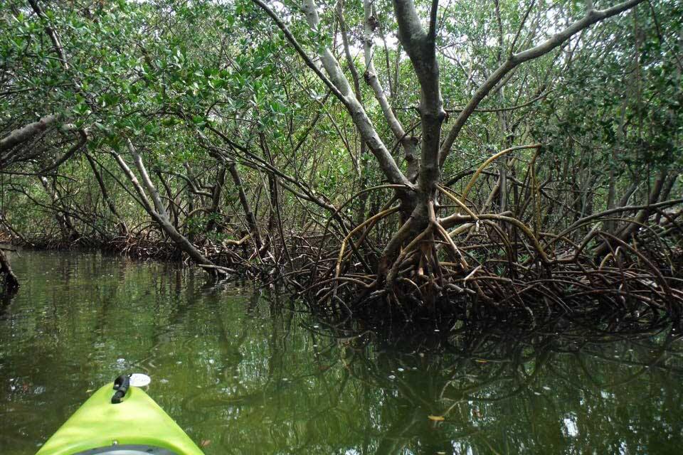 Mangroves with a kayak