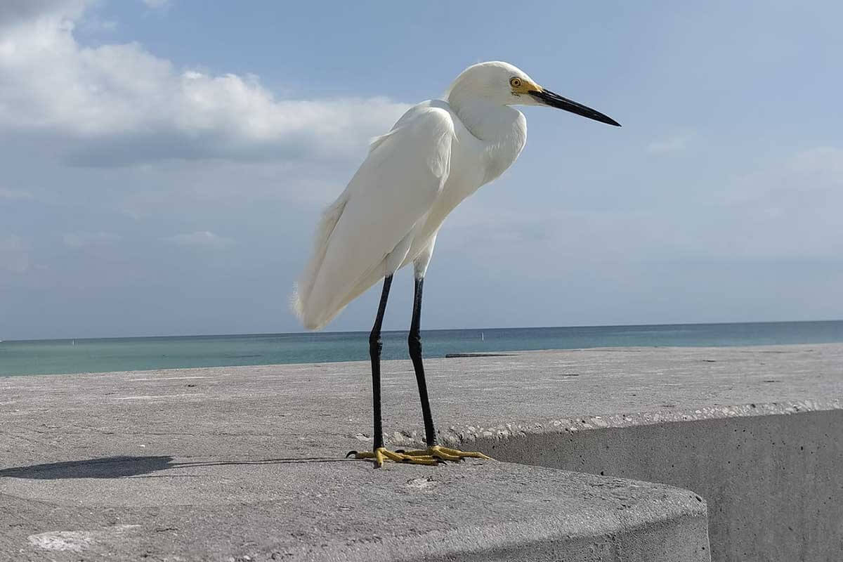 Sarasota Beach Bird