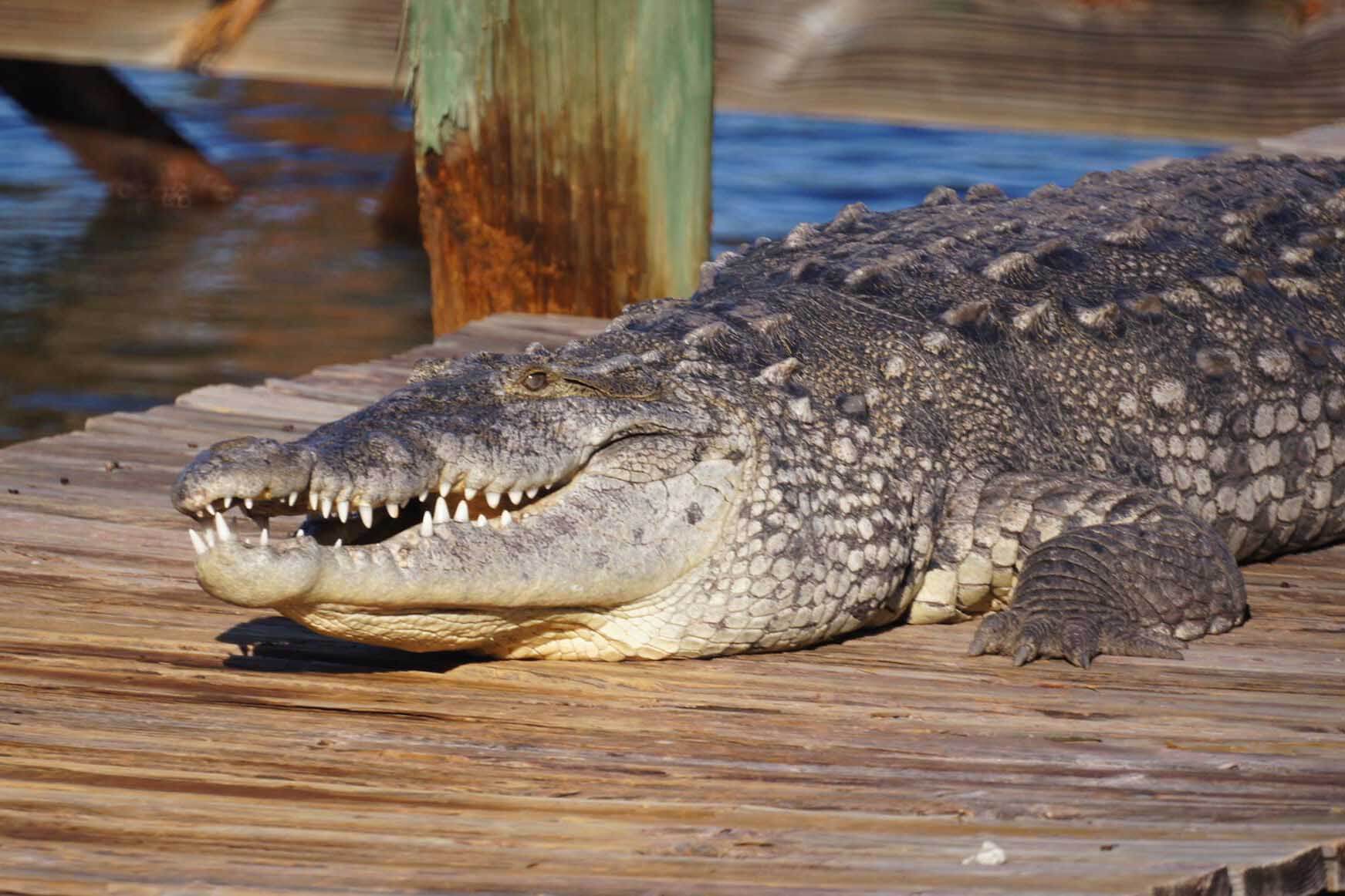 Crocodile on a dock in Florida. 