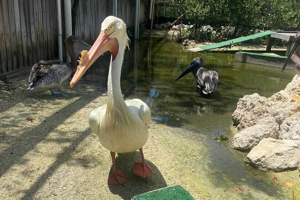 Pelican at the  Florida Keys Wild Bird Center. 