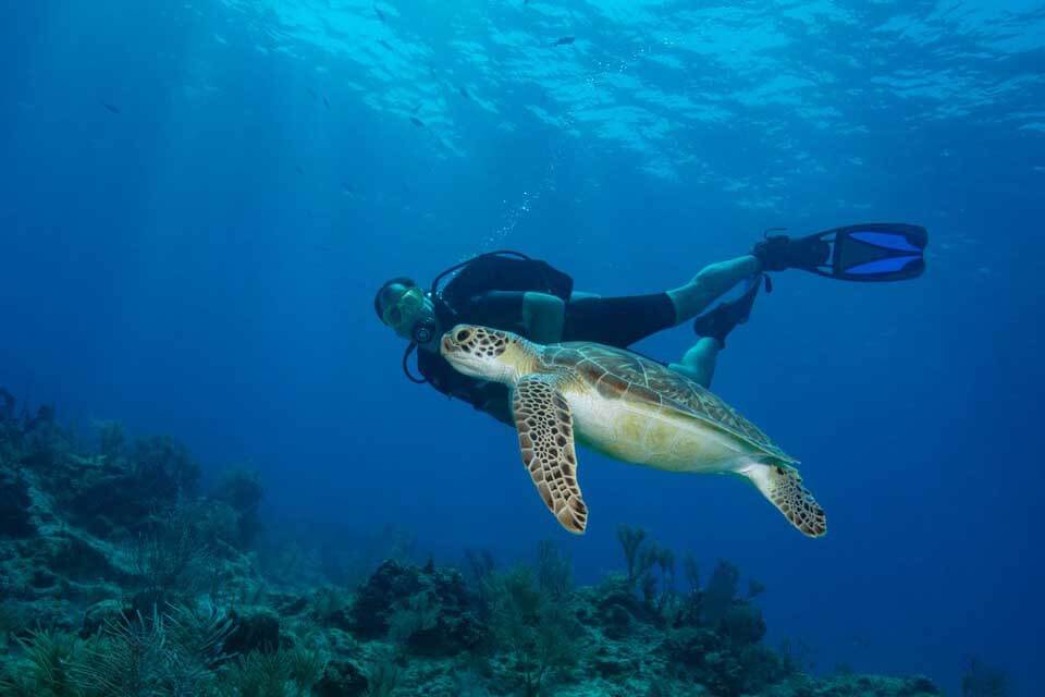 Sea turtle swimming near a diver. 