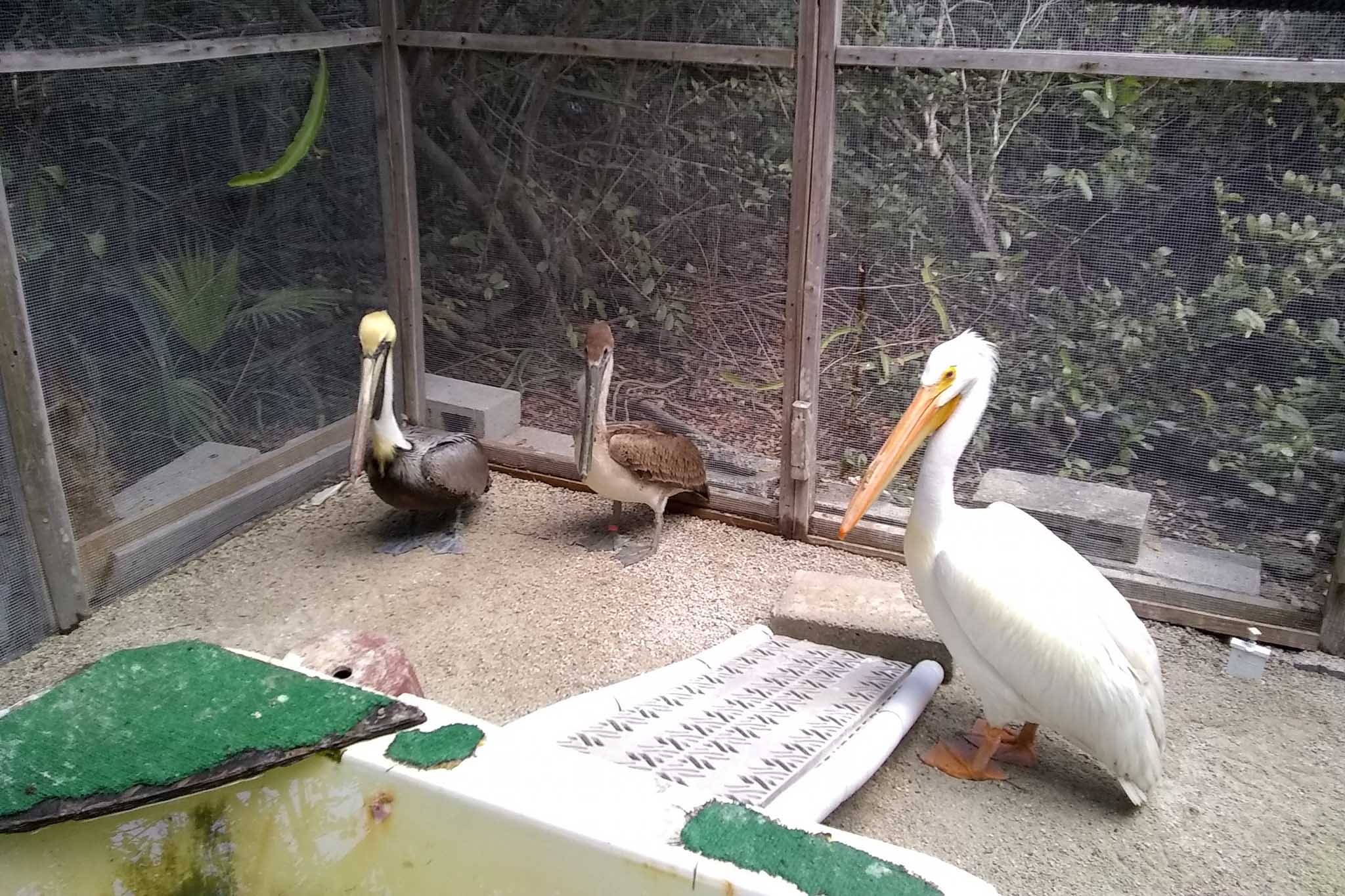 Pelicans at the Wild Bird Center.