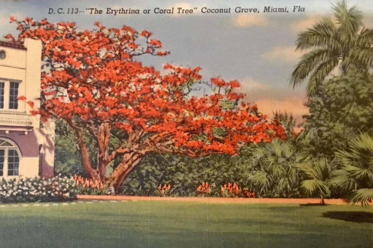 Coral Tree in Coconut Grove, Miami vintage postcard