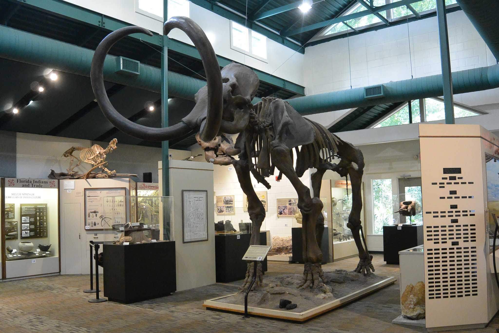 Mammoth at Silver River Museum.