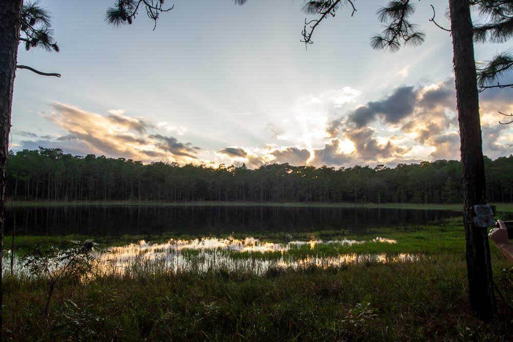 Ocala National Forest at sunset