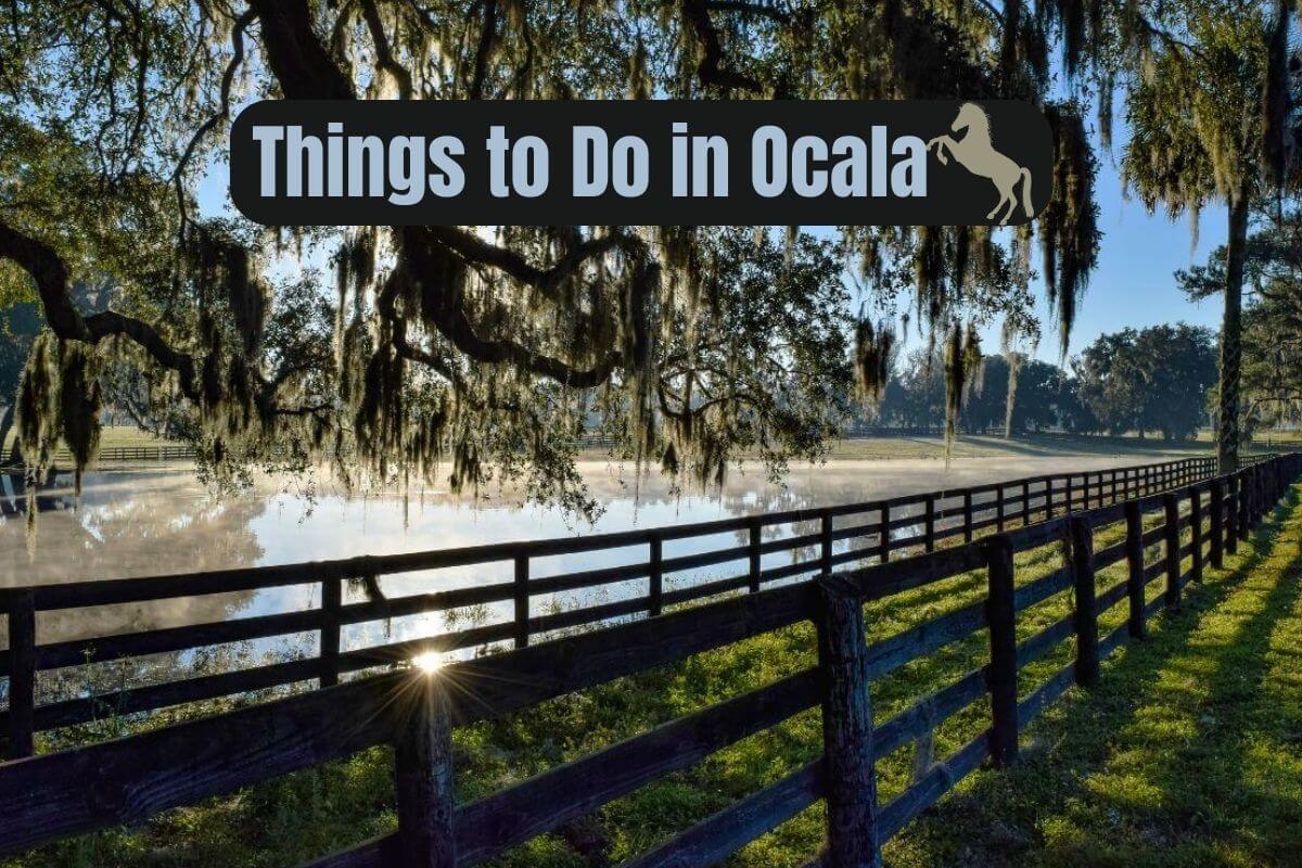 Visiting a horse farm is one of the things to do in Ocala