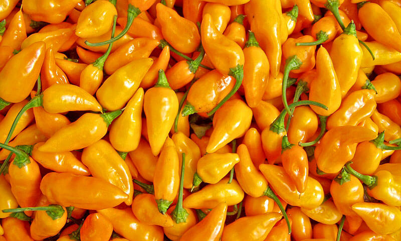 Datil Peppers from Visit St Augustine