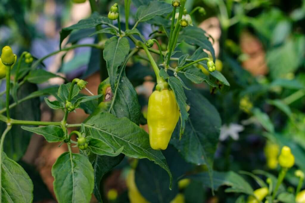 Datil Pepper ready to be picked