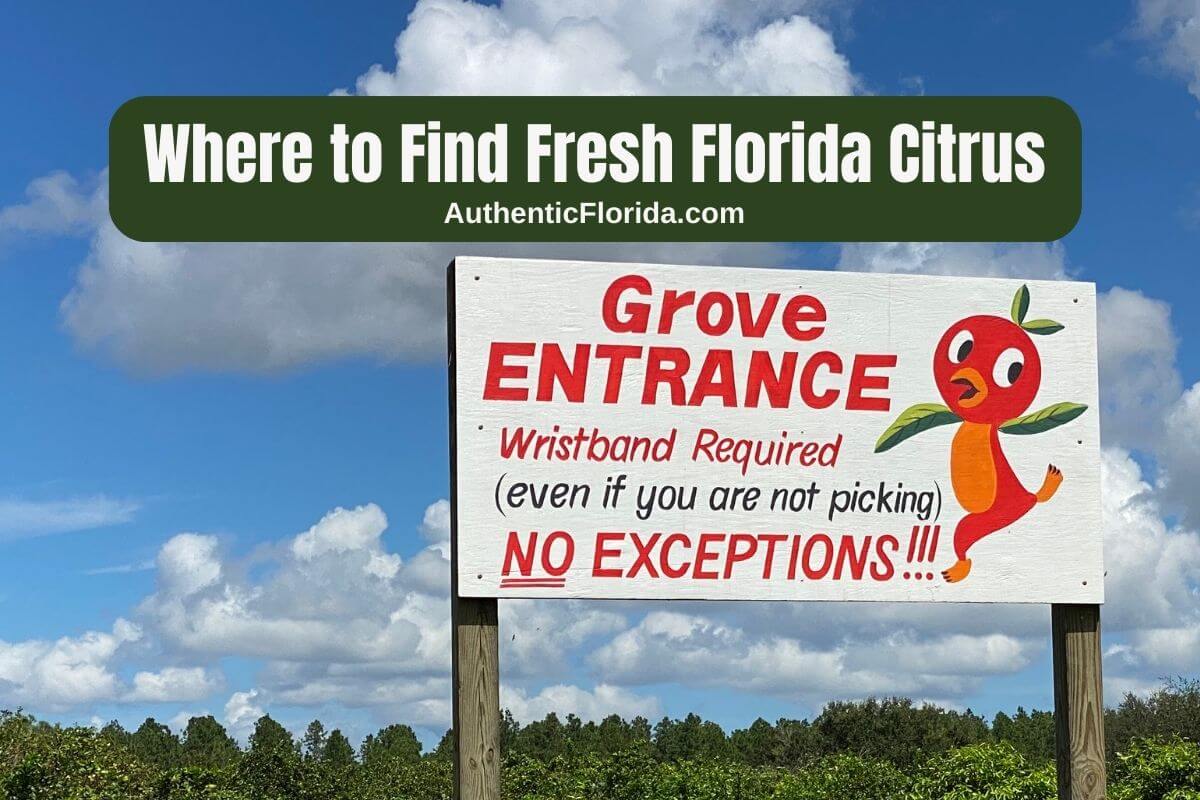Where to Find Fresh Florida Citrus