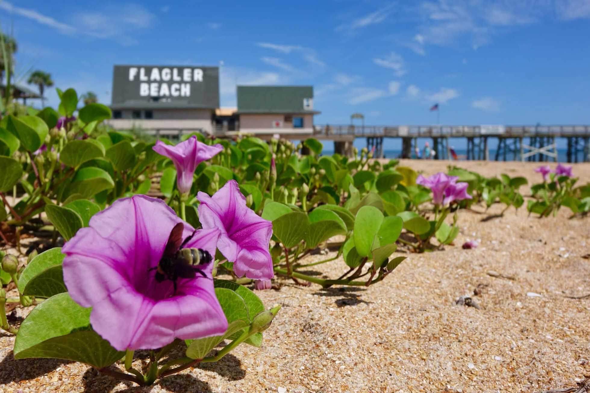 Flagler beach flowers on the waterfront. 