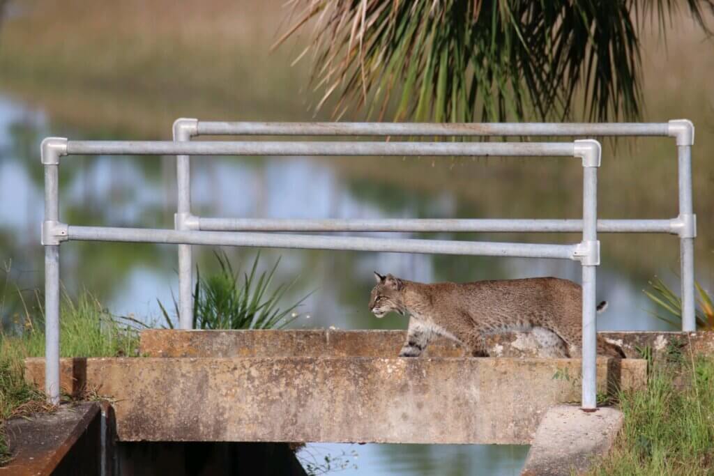 Florida bobcat at St. Mark's Wildlife Refuge