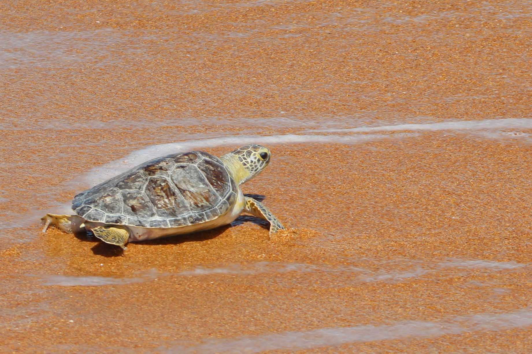 Sea turtle on Palm Coast. 