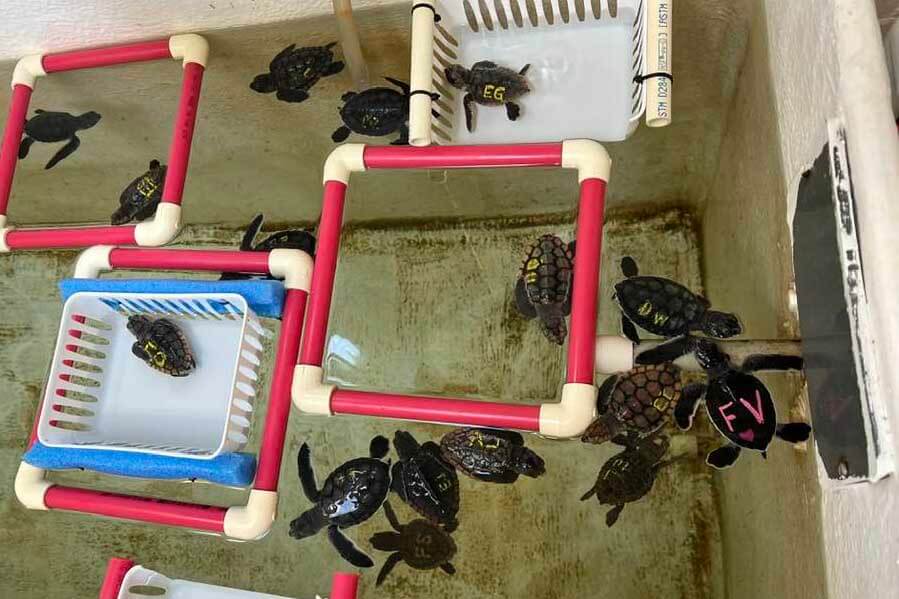 Whitney Lab Sea Turtle Hospital pool of young sea turtles