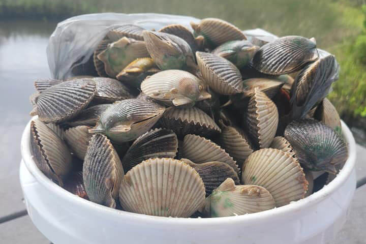 Bucket of Scallops from Homosassa Scalloping with Captain Ron