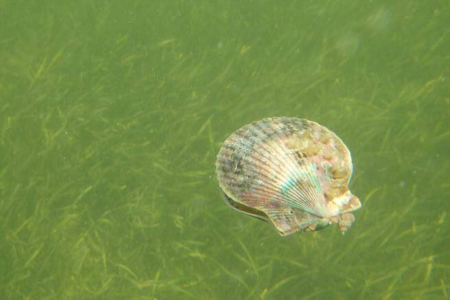 Scallop in the water from Scallop Season in Florida