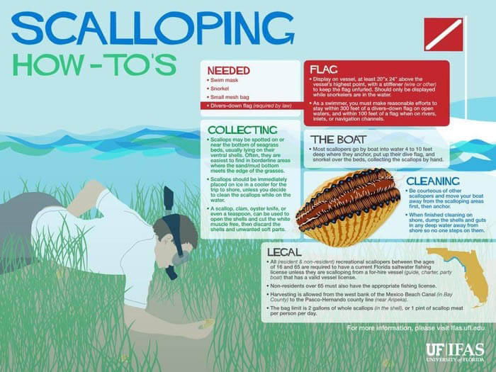 Scalloping Guide