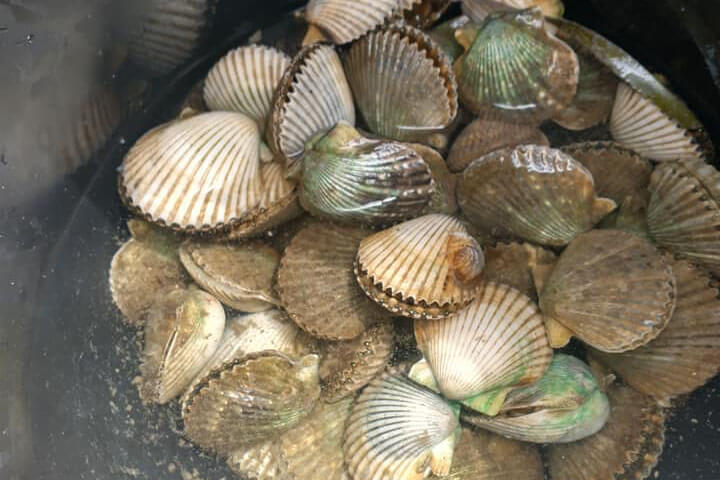 Scallops from Doghouse Charters