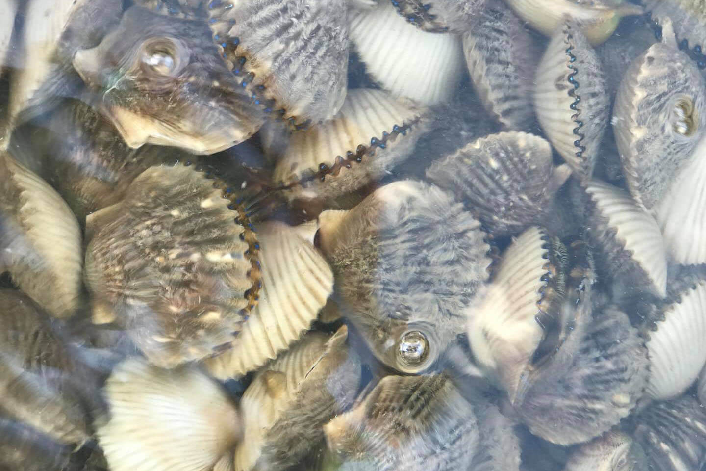 Scallops from Fishing Florida Flats and Nature Tours