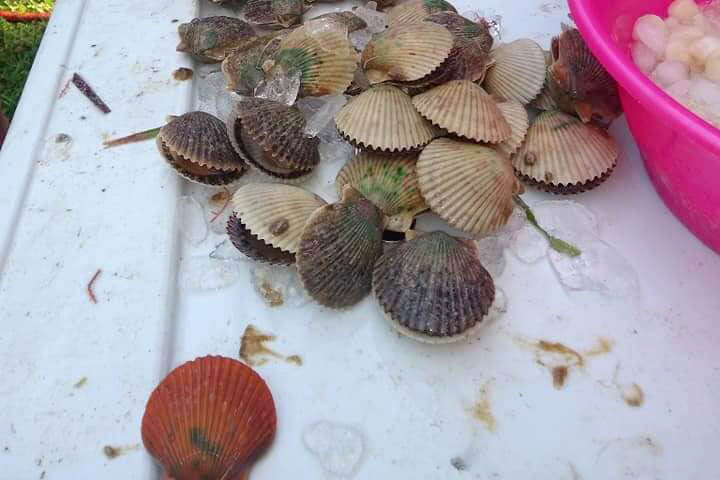 Scallops on a table from Homosassa Scalloping with Captain Ron