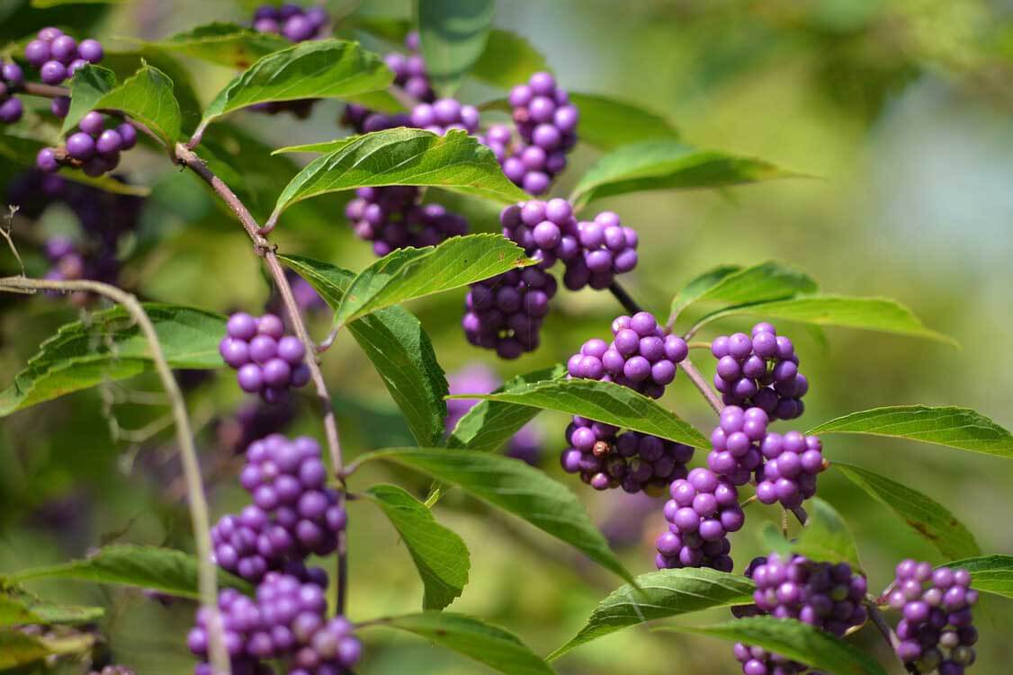 American BeautyBerry