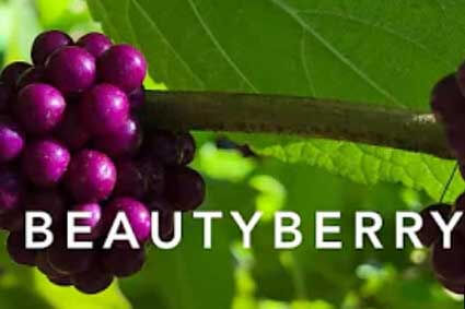 BeautyBerry YouTube Video 
