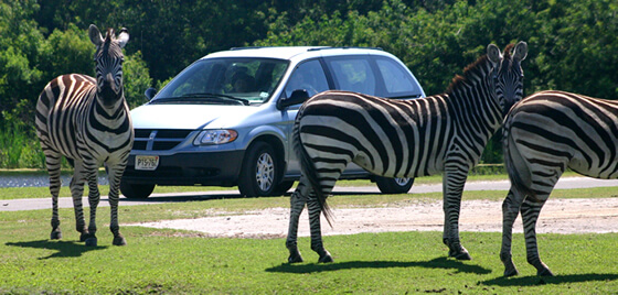 Photo of zebras and a car at Lion Country Safari - one of the Florida Drive-Thru Stores & Attractions
