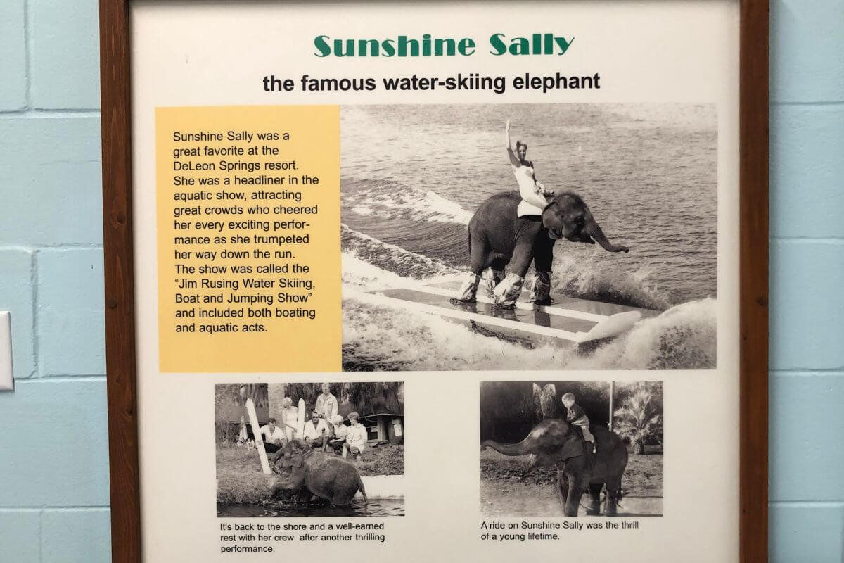 Sunshine Sally the Waterskiing Elephant at DeLeon Springs