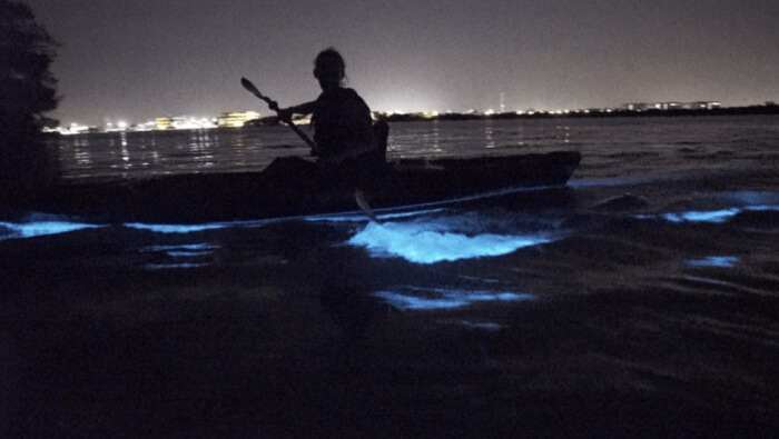 Photo of a bioluminescence kayak tour