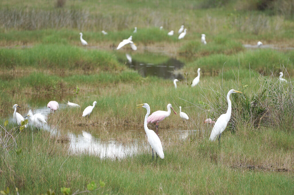 Birds at Merritt Island National Wildlife Refuge