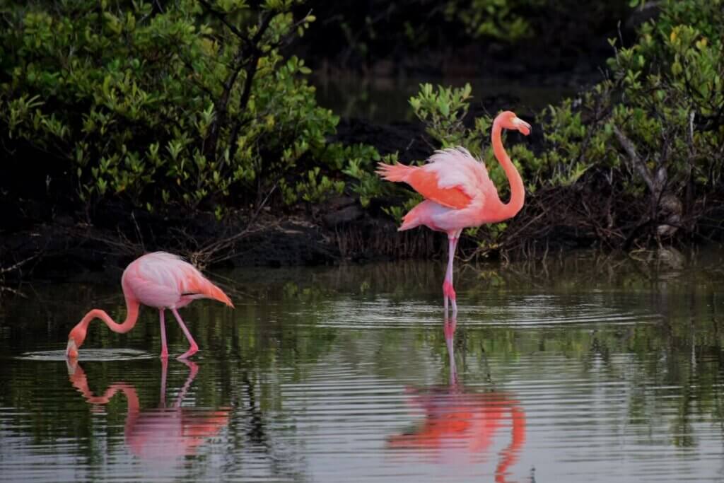  Flamingos in Florida Everglades