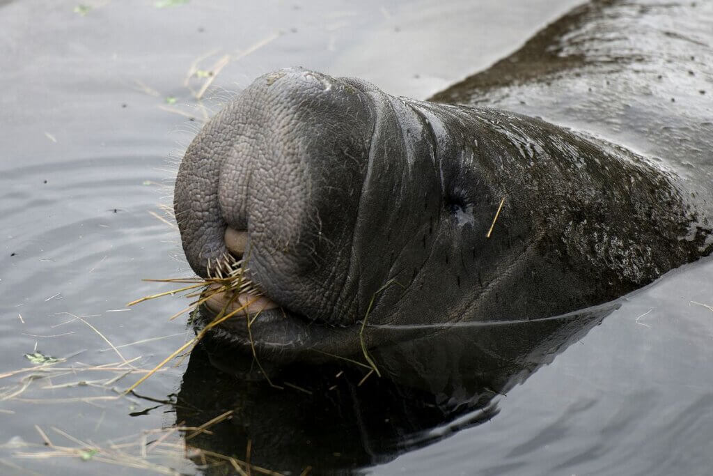 Manatee spotted in the Florida Everglades
