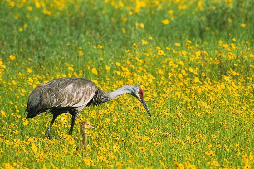 Sandhill crane in a flower field