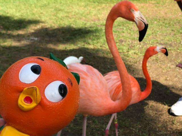 Photo of two flamingos and Orange Bird